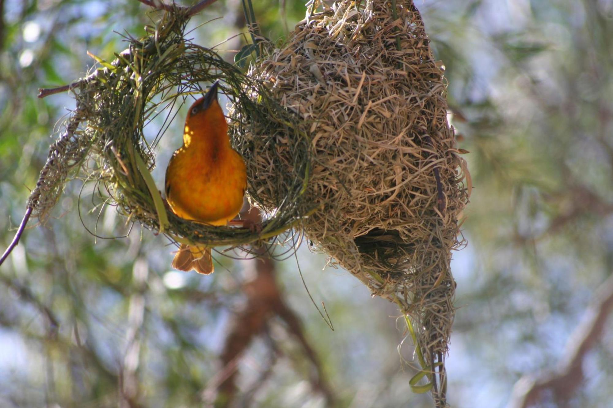 Dungbeetle River Lodge كولشستر المظهر الخارجي الصورة